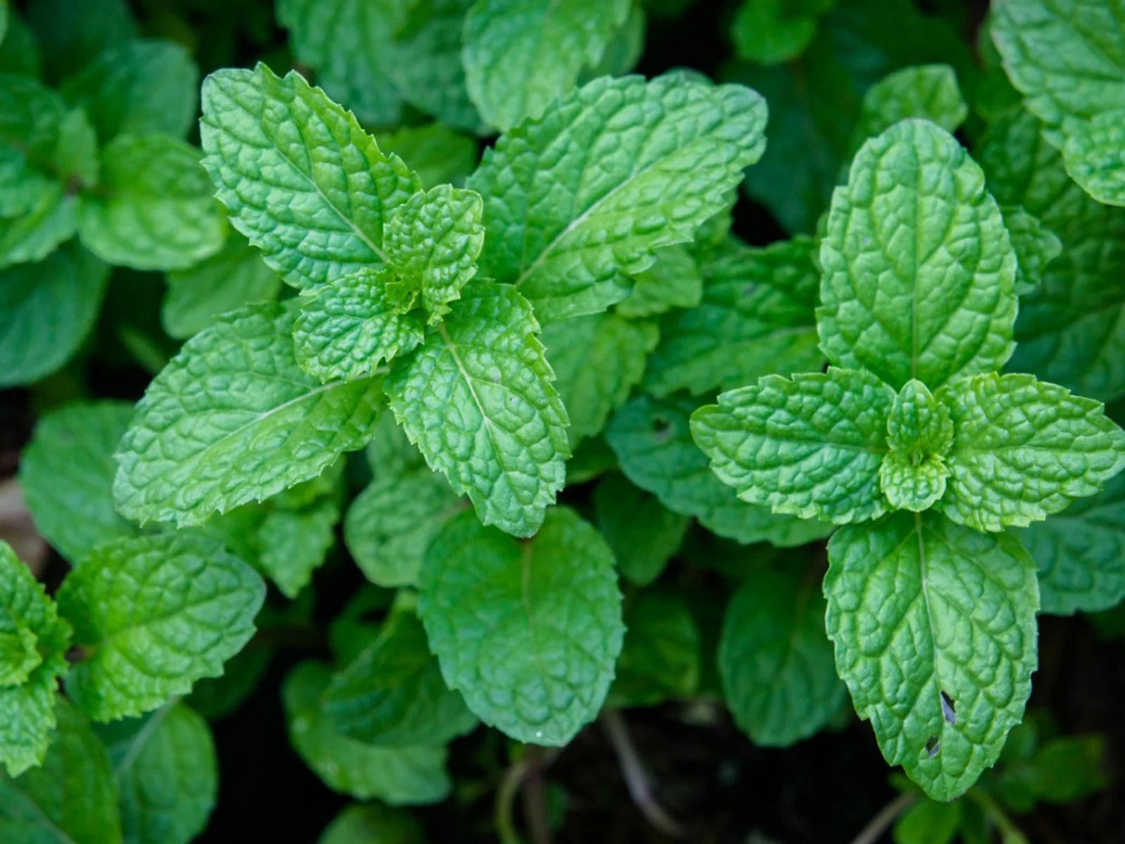 Organic Peppermint Leaf