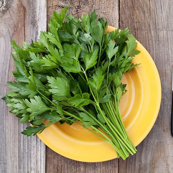 Organic Parsley Leaf